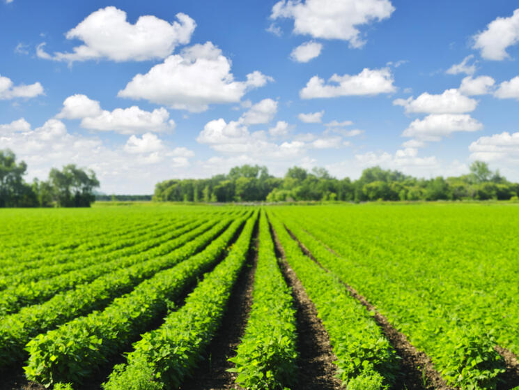 Rows of soy fields