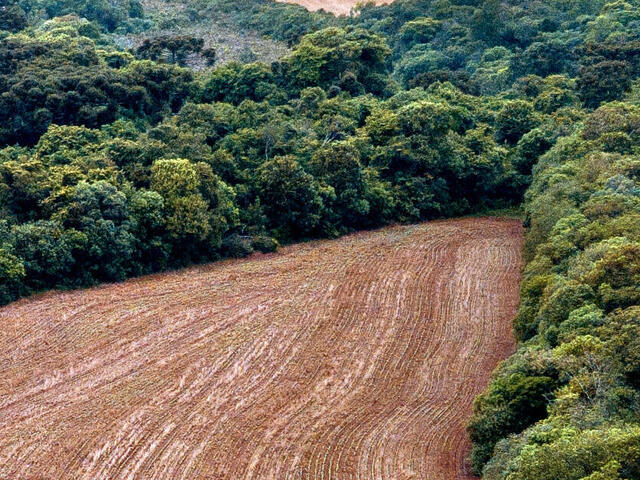 Hilly fields of soybean crop in Braziil