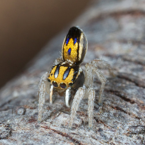 The Austrialian peacock spider goes viral, Magazine Articles