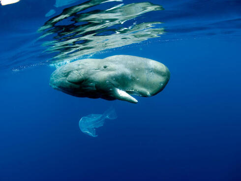 A sperm whale floats toward the surface of the ocean while a white plastic bag floats just below