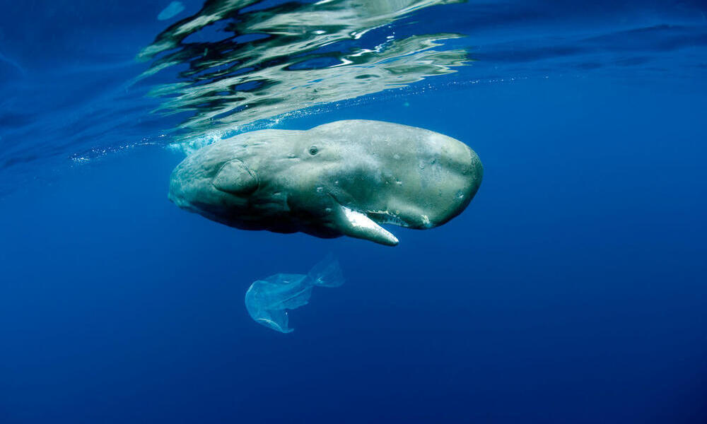 A sperm whale floats toward the surface of the ocean while a white plastic bag floats just below