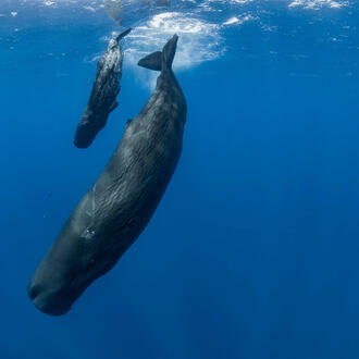 An adult and baby sperm whale dive down in the Indian Ocean