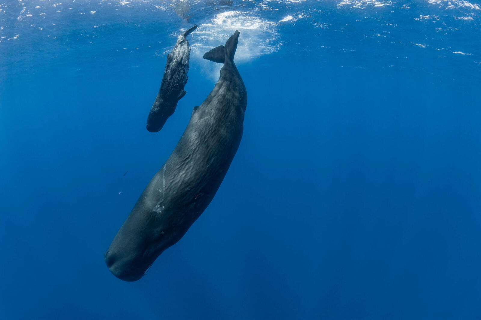This fishing gear can help save whales. What will it take for