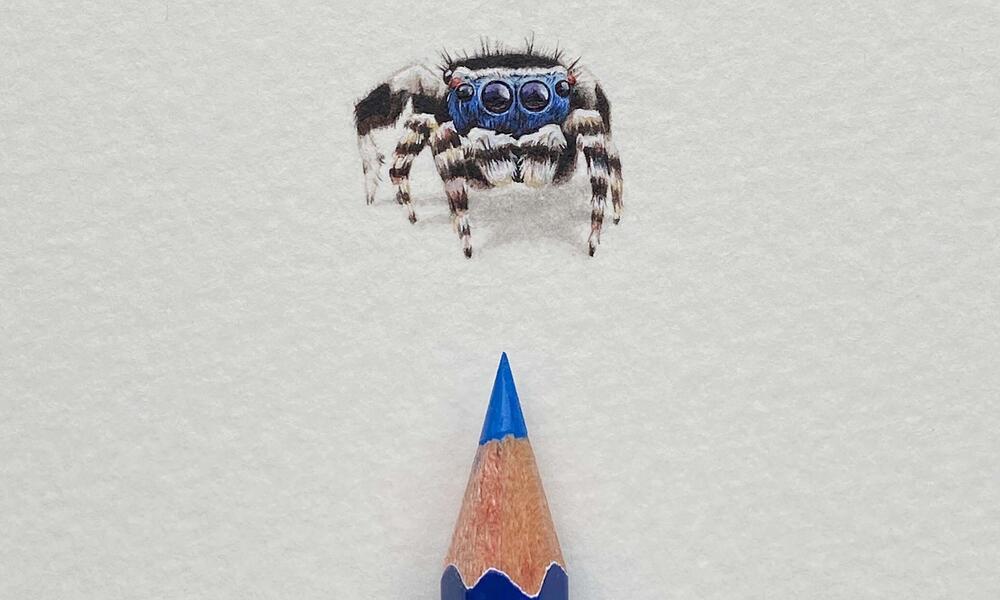 Pencil drawing of a tiny spider