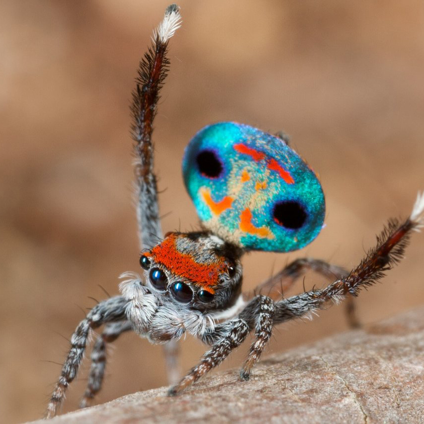 The Austrialian peacock spider goes viral, Magazine Articles