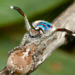 The Austrialian peacock spider goes viral, Magazine Articles