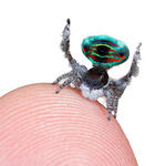 Colorful spider on fingertip
