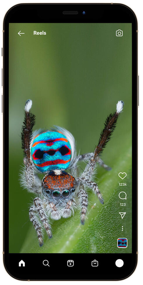 Colorful spider on iPhone screen