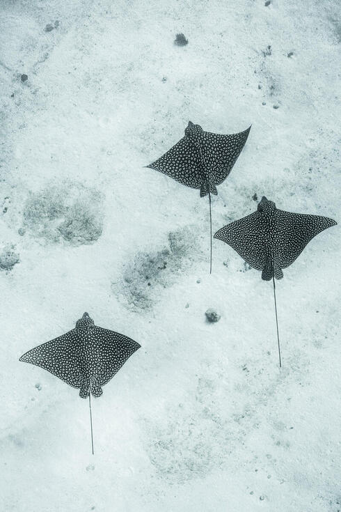 Three spotted eagle rays swim above the sandy ocean floor in Mexico