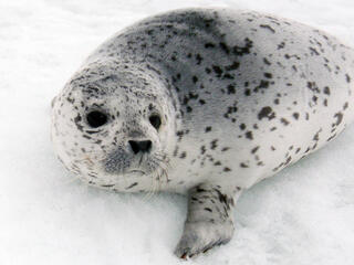 white seal