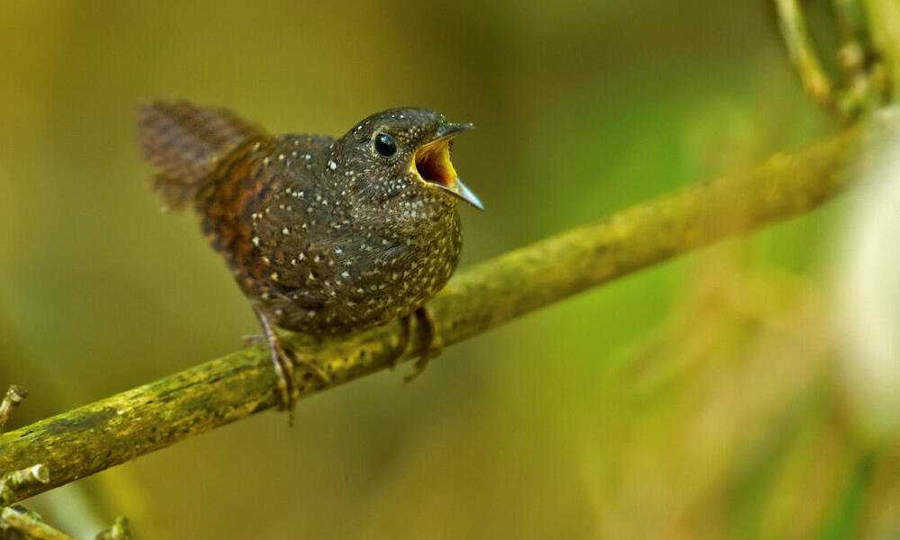 spotted wren babbler