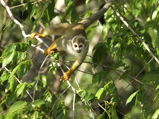 Squirrel monkey, Amapá, Brazil