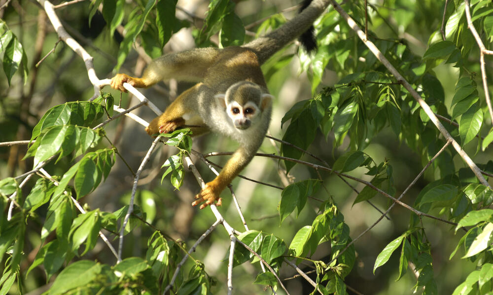 Squirrel monkey, Amapá, Brazil