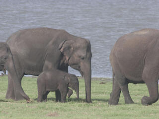 Sri Lanken Elephant