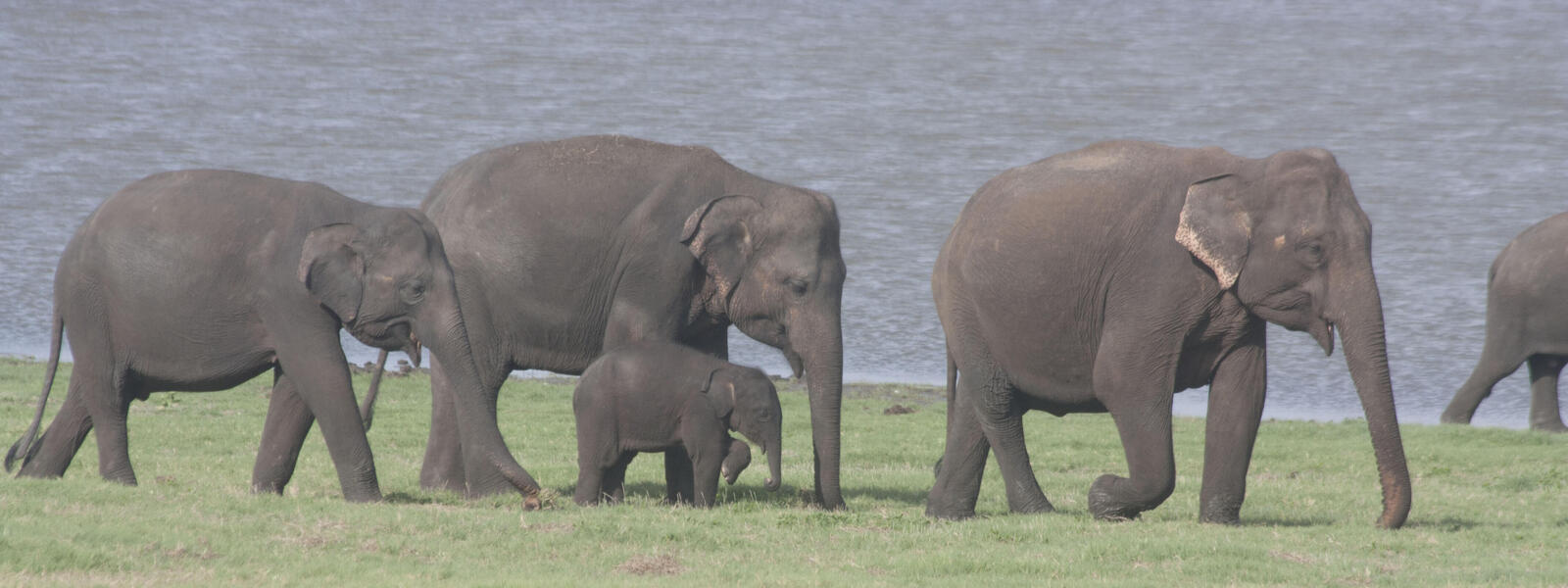 sri Lankan Elephants - eLanka