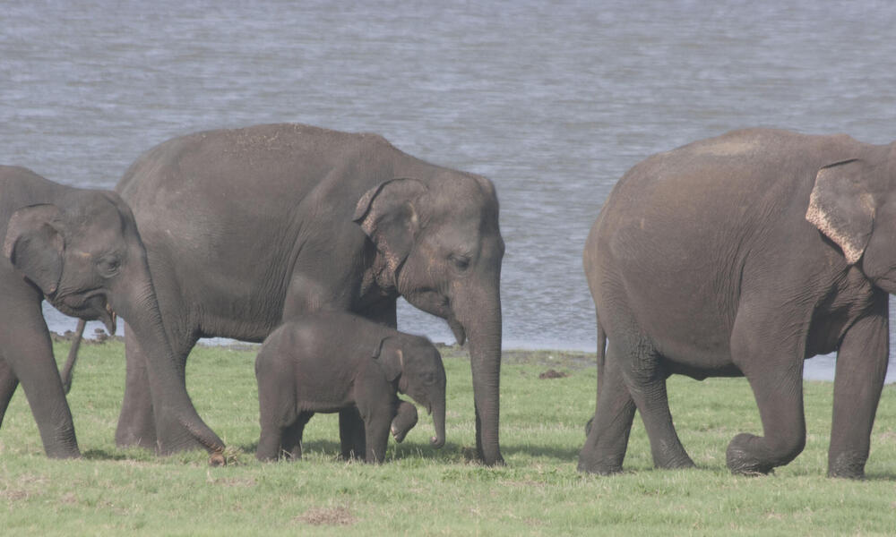 Sri Lanken Elephant