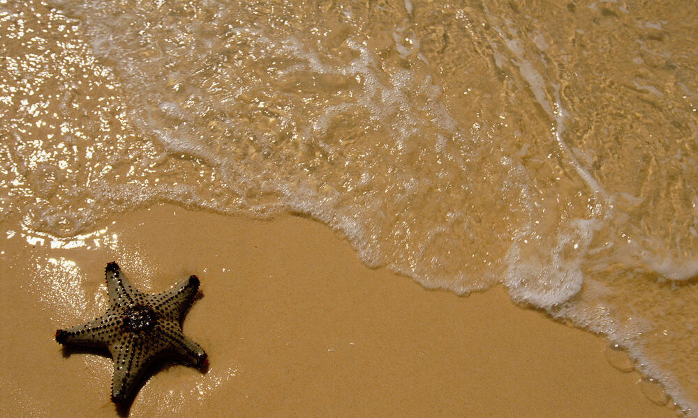 Seastar or Starfish washed up on sand beach by sea, Queensland, Australia.