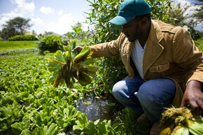 Stephen Musyoka picking up a cabbage