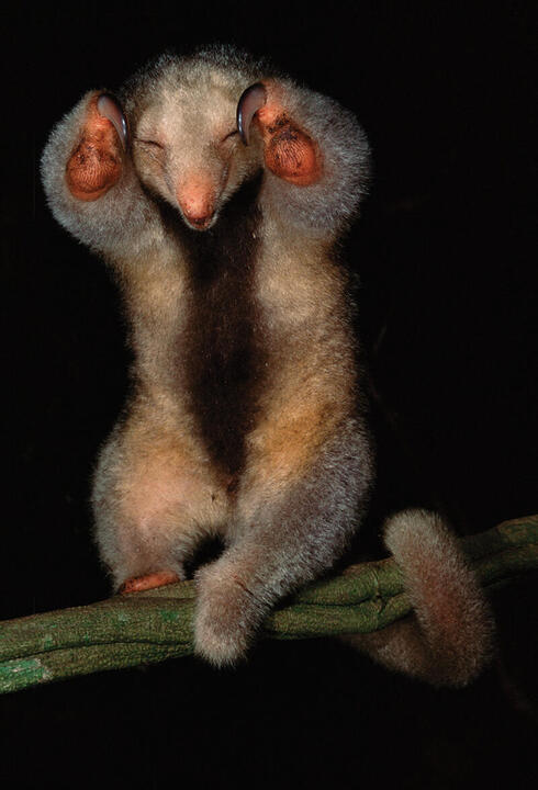 Small anteater standing on back legs with front legs in air