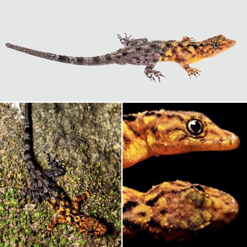 Gecko that is half purple half orange
