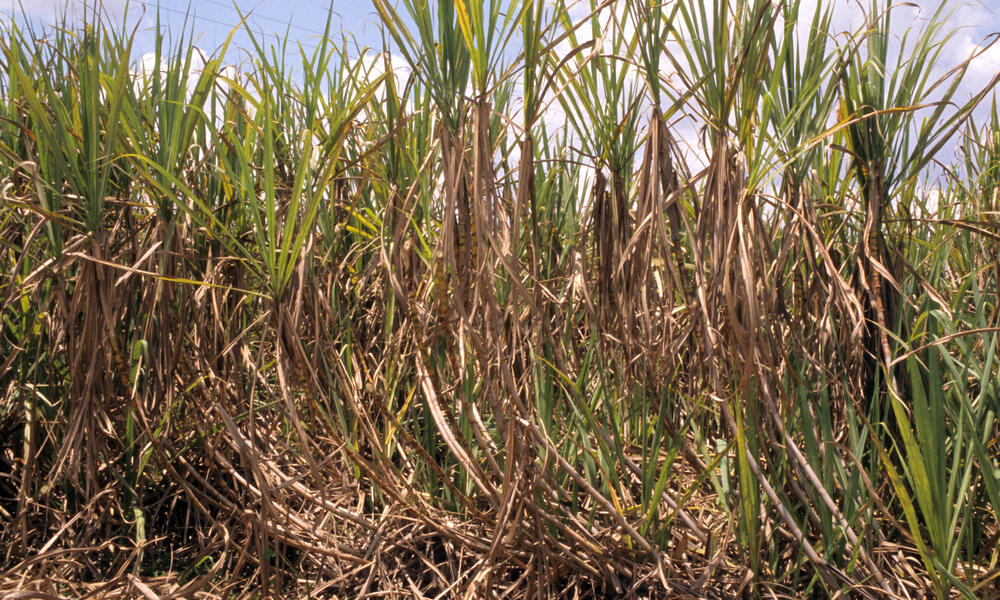 a closeup photo of sugarcane growing in a field