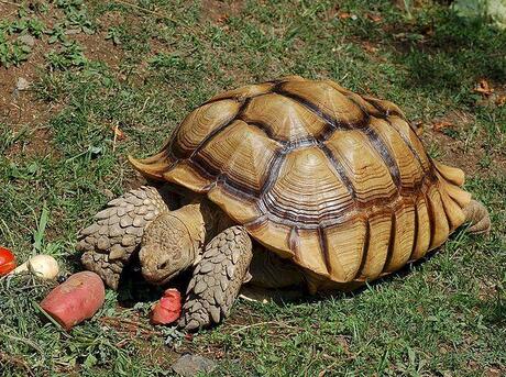 African sulcata tortoise eating in grass.