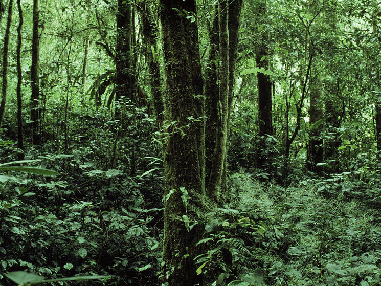 sumatra forest