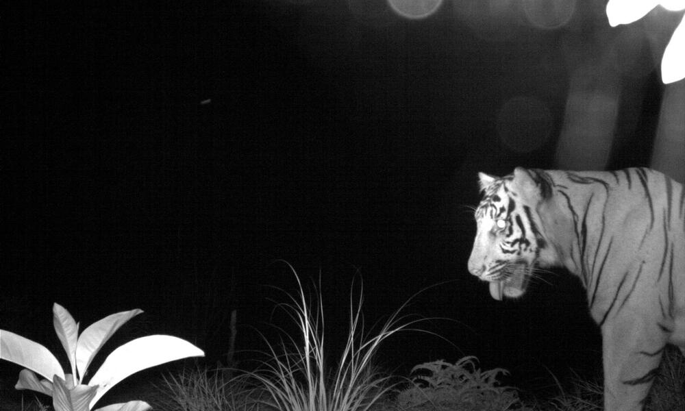 Sumatra Tiger camera trap 1 