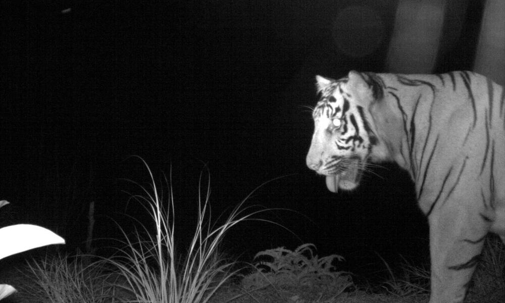Sumatra Tiger camera trap 2