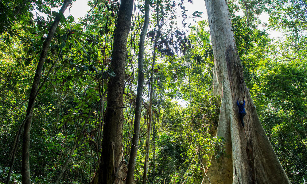 A honey farmer climbs a huge tree in the middle of a lush forest