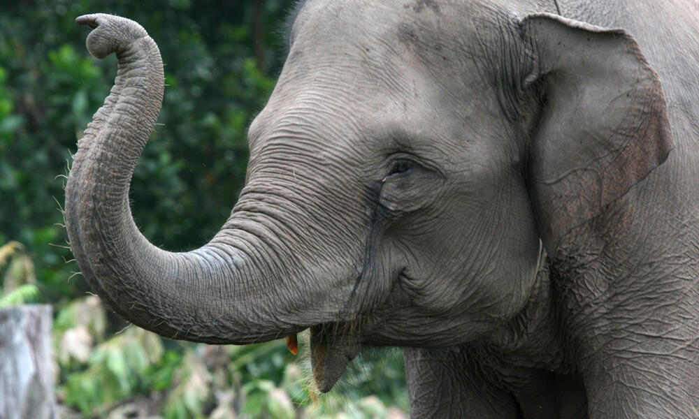 Sumatran Elephant