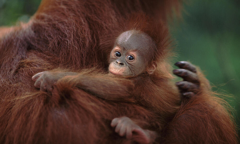 Sumatran Orang utan mother holds baby who looks at the camera, Sumatra