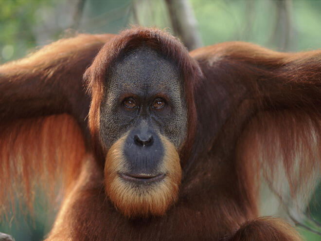 Sumatran Orangutan 