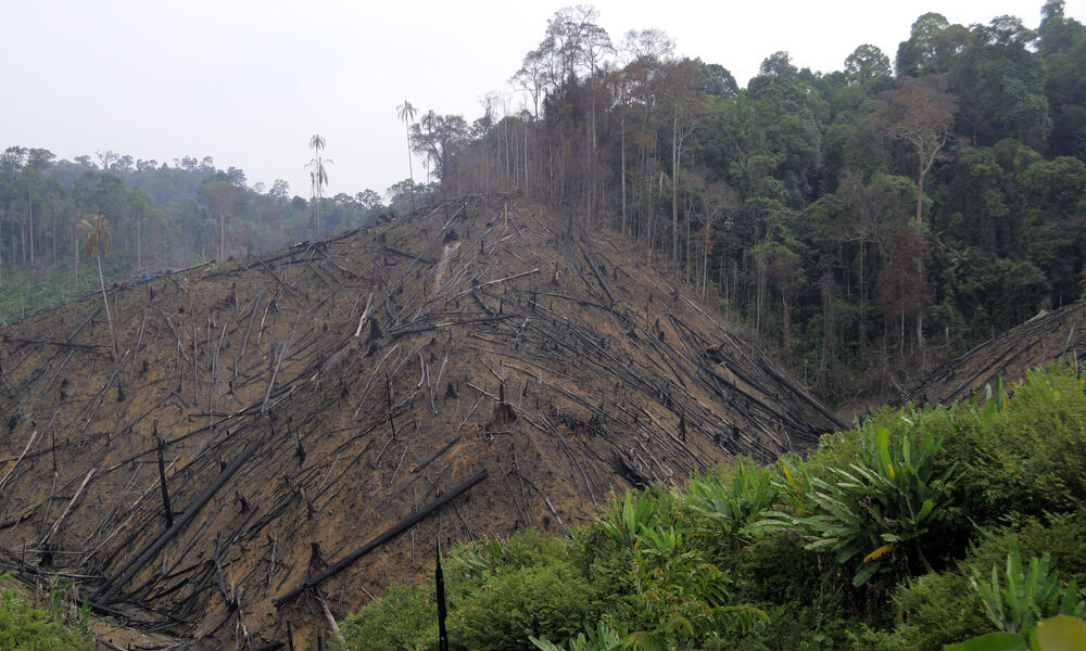 A forest in Sumatra disappears for farms and roads. So do its