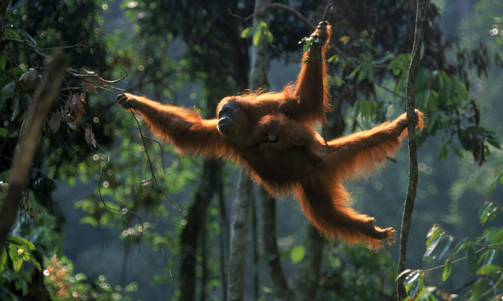 Sumatran Orangutan - An Endangered Species