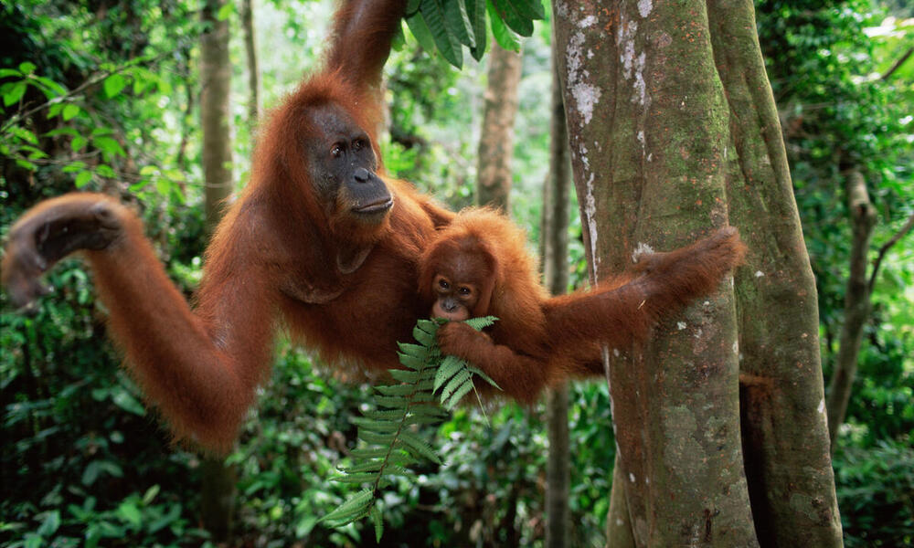 Living among the trees: Five animals that depend on forests | Stories | WWF