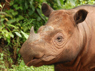 Sumatran rhino 