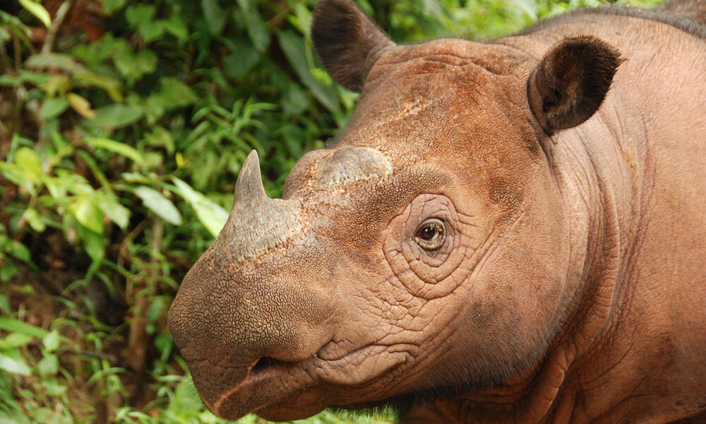 Sumatran rhino 