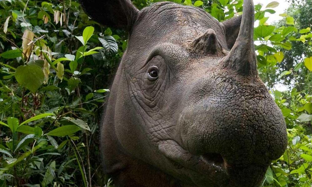 Sumatran Rhino Rescue  International Rhino