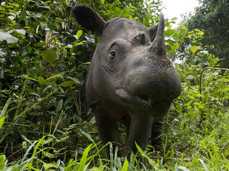 Sumatran Rhino