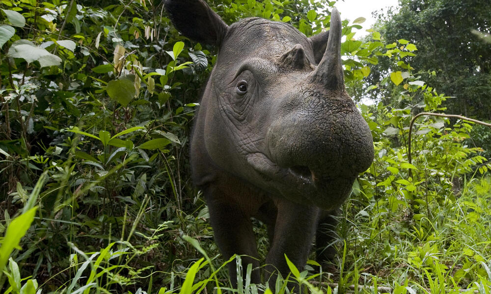 Sumatran Rhino