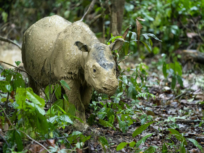 The last Sumatran rhinoceros individual of Malaysia Iman, photographed at her sanctuary in Malaysia