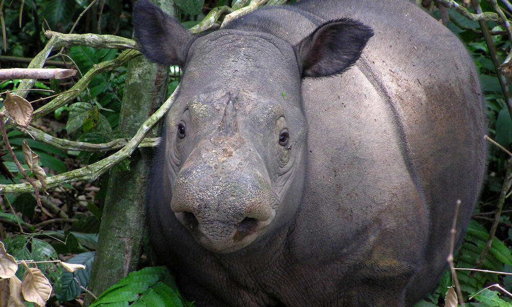 Rhino rescue: Endangered mammals treated to a breathtaking ride to safety  from the clutches of poachers