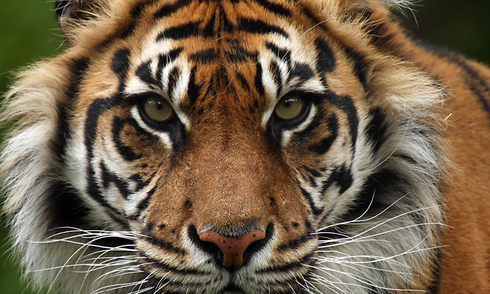 Sunda Tiger | Species | WWF