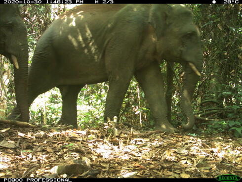 A sumantran elephant walking through a forest