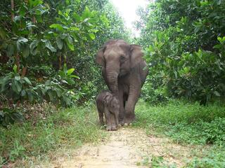 A baby Sumatran elephant and its mother walk through a small clearing in a lush forest