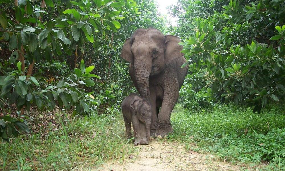 A baby Sumatran elephant and its mother walk through a small clearing in a lush forest