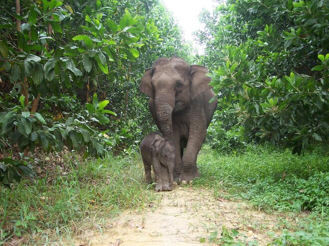 Sumatran Elephant Calf
