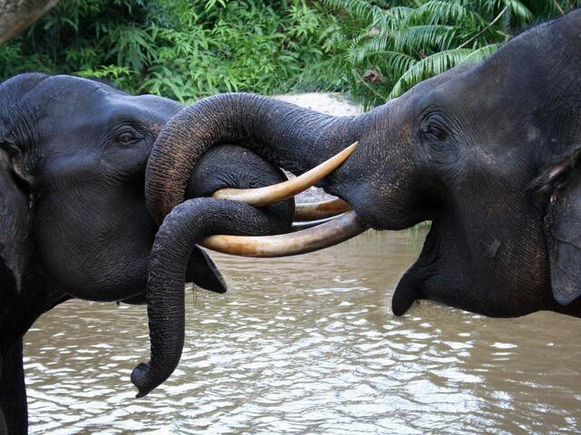 Sumatran Elephants