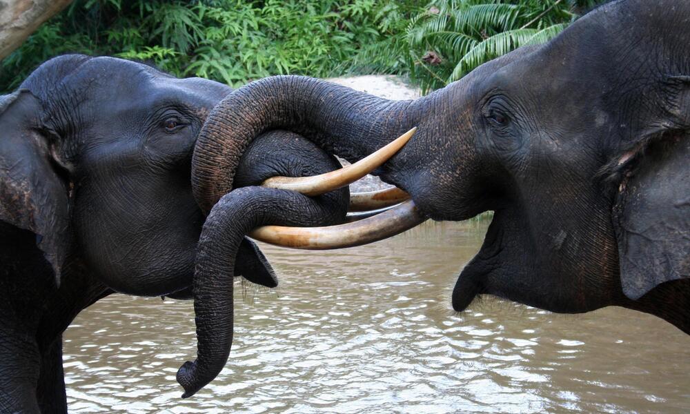 Sumatran Elephant | Species | WWF